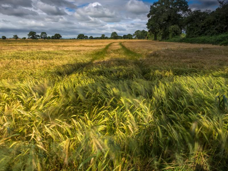 Wheat Field Burn 1/4 Selby Camera Club